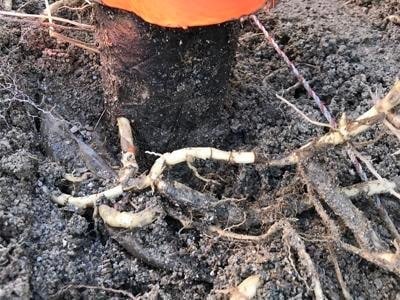 Zatékání vody do střešního pláště způsobené růstem rhizom